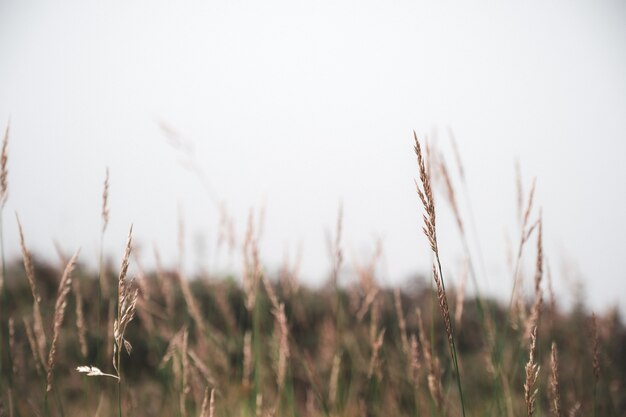 Landschap van de natuur