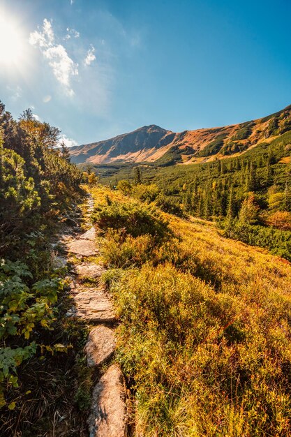 Landschap van de Tatra-bergen Uitzicht vanaf de Siroka-vallei in de Lage Tatra's Wandelingen vanaf de Siroga-vallee in de Demenovska-vallei naar de Dumbier-piek in de Lage tatra's Liptov Slowakije