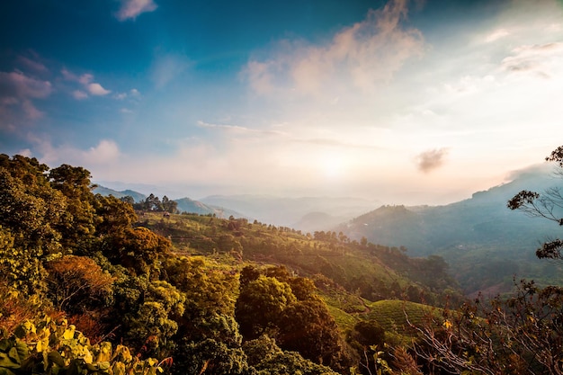 Landschap van de theeplantages in India, Kerala Munnar.