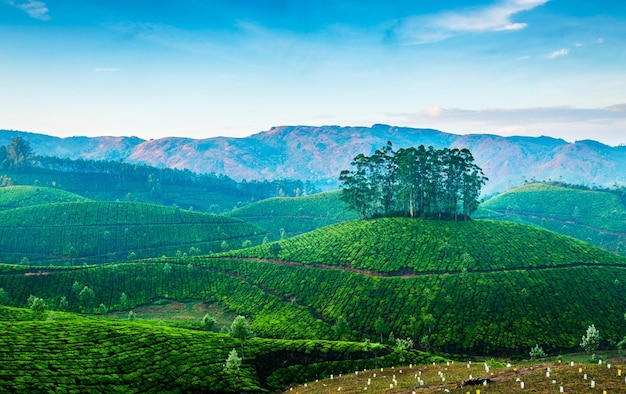 Landschap van de theeplantages in India, Kerala Munnar.