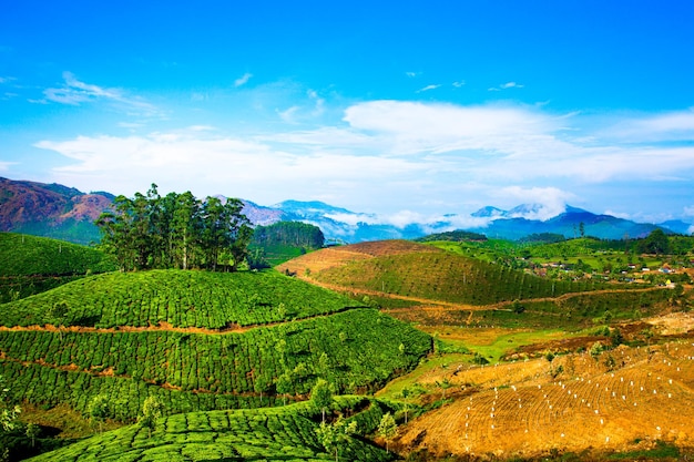 Landschap van de theeplantages in India, Kerala Munnar.