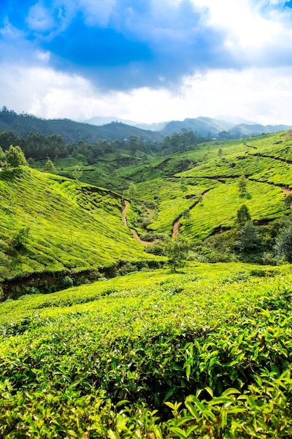 Landschap van de theeplantages in India, Kerala Munnar.