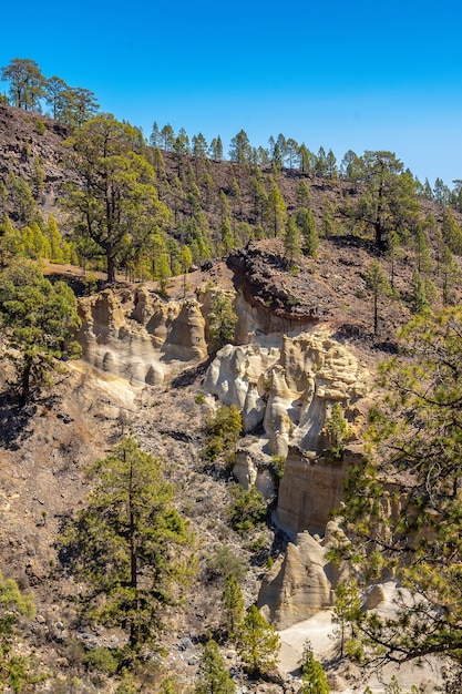 Landschap van de trekking door het woud van de teide op het eiland tenerife