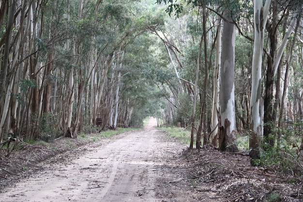 landschap van de weg in de eucalyptus-bebossing