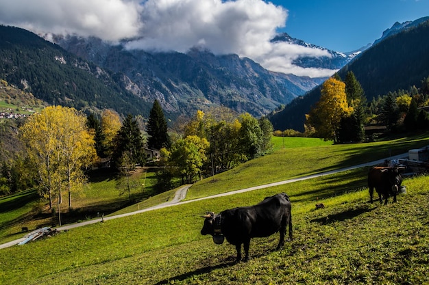 Landschap van de Zwitserse Alpen in de herfst