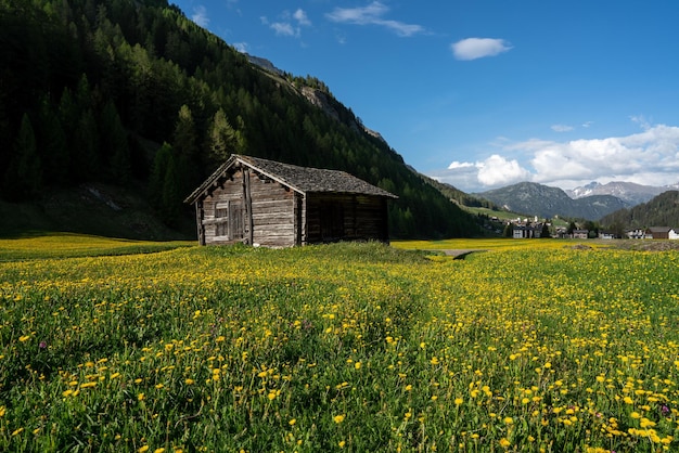 Landschap van een geel bloemenveld omgeven door houten schuren en huizen op het platteland