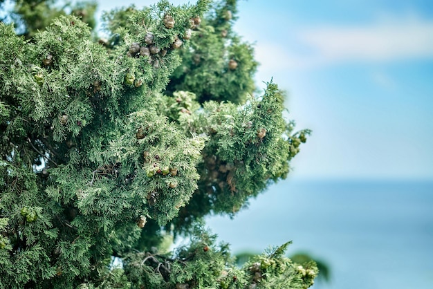 Landschap van een hoge cipressenboom met groene bladeren en kegels die groeien op dunne takken tegen de blauwe zee