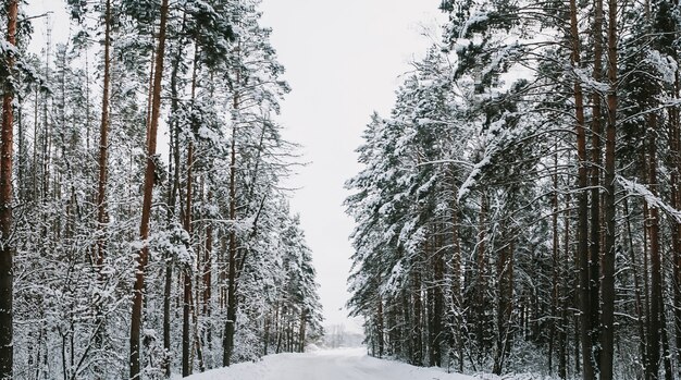 Landschap van een met sneeuw bedekt dennenbos in een sneeuwval