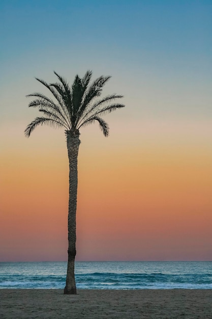 Landschap van een palmboom op het strand bij zonsondergang