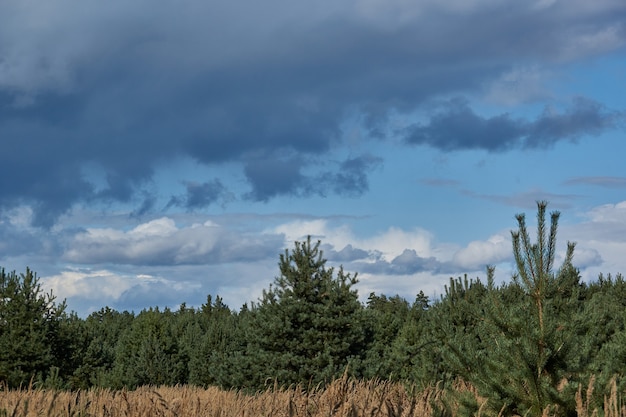 Landschap van een reis naar het bos voor paddenstoelen. September 2021.