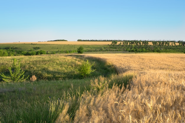 Landschap van een tarweveld tegen een blauwe hemel