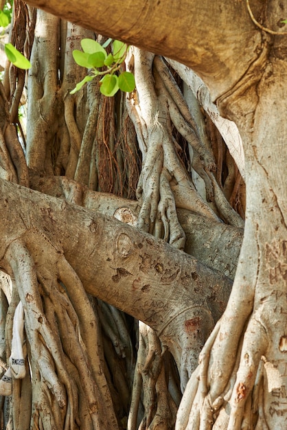 Landschap van een verwarde boomstam met takken Oude inheemse vijgenboom die groeit in een wild bos of jungle met details van houtschors Close-up van een gedraaide stam op een Banyan-boom in Waikiki Honolulu, Hawaï