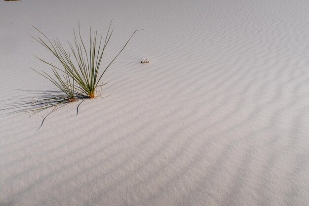 Landschap van een zandduin en een plant in het White Sands National Park in New Mexico
