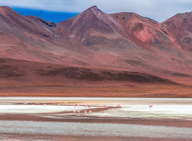 Landschap van flamingo's op de lagune