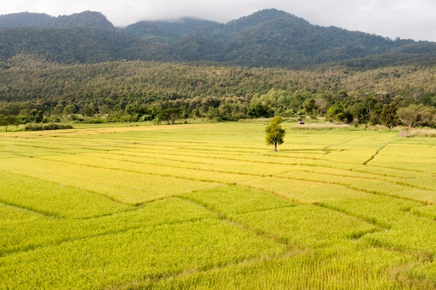 Landschap van geel padieveld in Chiang Mai, Thailand