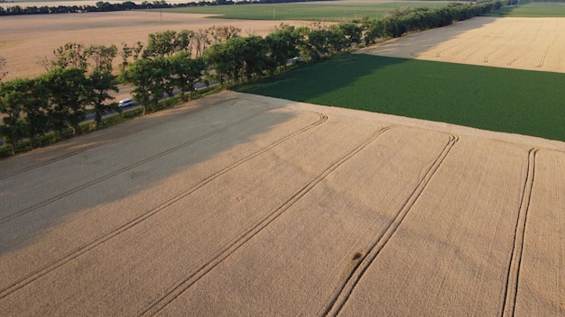 Landschap van gele velden van rijpe tarwe en veld van groene landbouwplanten snelweg auto's rijden