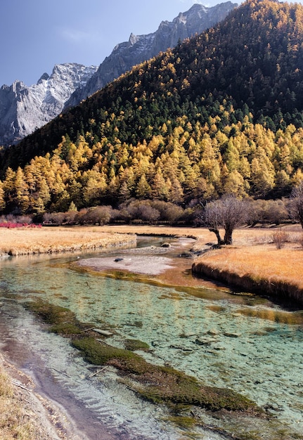 Landschap van gouden dennenbos met smaragdgroene rivier op plateau