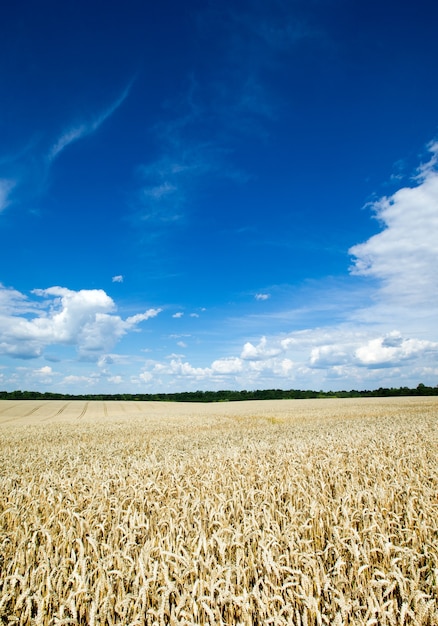 Landschap van gouden tarweveld en zonnige dag