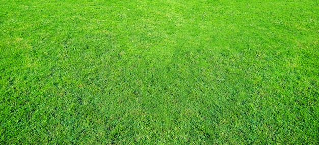 Landschap van grasgebied in groen openbaar parkgebruik als natuurlijke achtergrond. groene grastextuur van een gebied.