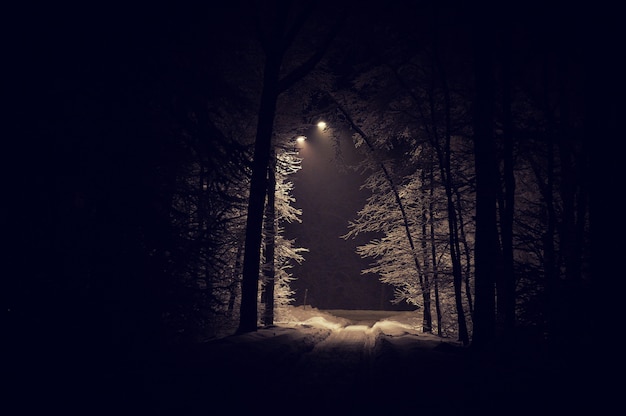 Landschap van griezelig winter forest vallende sneeuw