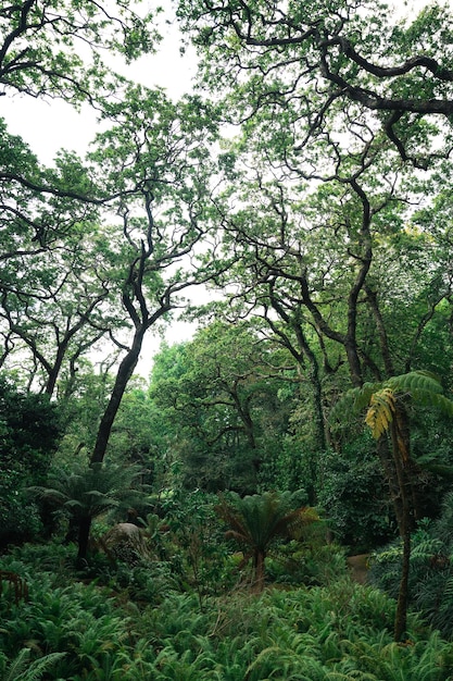 Landschap van groen bos uit Portugal