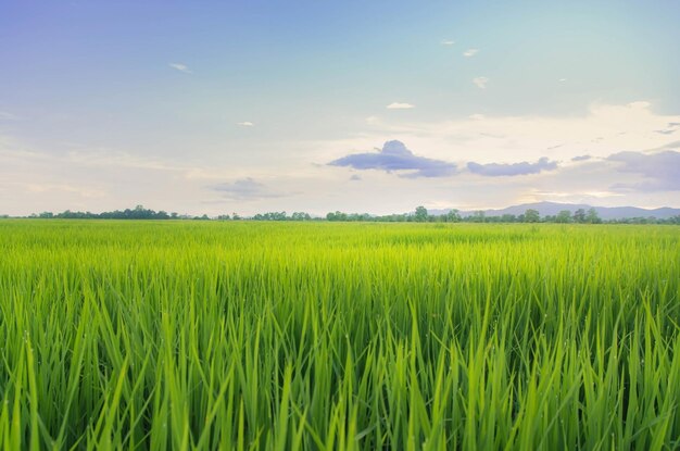 Foto landschap van groene gewassen en veld landbouw van landbouwer met zaaien van rijst jonge plant en veld rijstveld met zonsondergang en landbouwgrond thailand landbouw en landbouw in azië