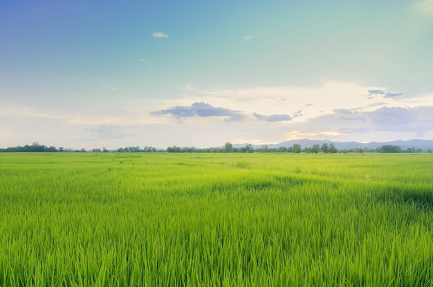 Foto landschap van groene gewassen en veld landbouw van landbouwer met zaaien van rijst jonge plant en veld rijstveld met zonsondergang en landbouwgrond thailand landbouw en landbouw in azië