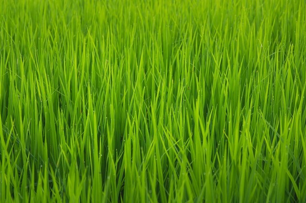 Landschap van groene gewassen en veld Landbouw van landbouwer met zaaien van rijst jonge plant en veld Rijstveld met zonsondergang en landbouwgrond Thailand landbouw en landbouw in Azië