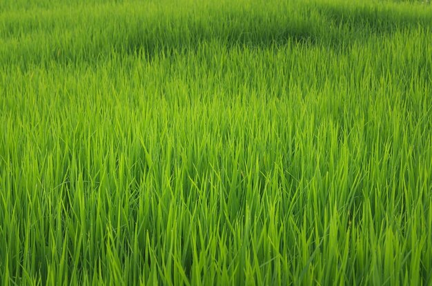 Foto landschap van groene gewassen en veld landbouw van landbouwers met het zaaien van rijst jonge plant en veld rijstveld met zonsondergang en landbouwgrond thailand landbouw en landbouw in azië