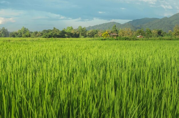 Landschap van groene gewassen en veld Landbouw van landbouwers met het zaaien van rijst jonge plant en veld Rijstveld met zonsondergang en landbouwgrond Thailand landbouw en landbouw in Azië