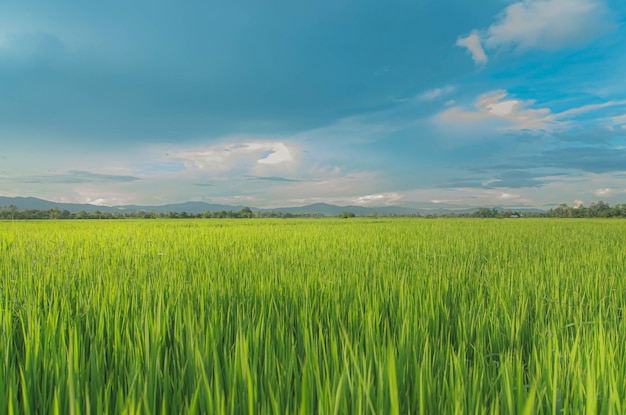 Foto landschap van groene gewassen en velden rijstveld met zonsondergang en landbouwgrond in thailand