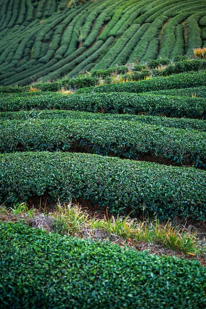 Landschap van groene theeaanplanting