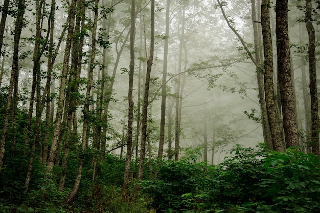 Landschap van het diepe bos bedekt met mist