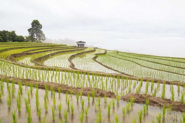 Landschap van het groene gebied van rijstterrassen in Baan Pa Bong Piang in Chiang Mai-provincie