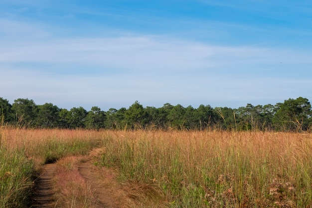 Landschap van het groene veld en de heuvels