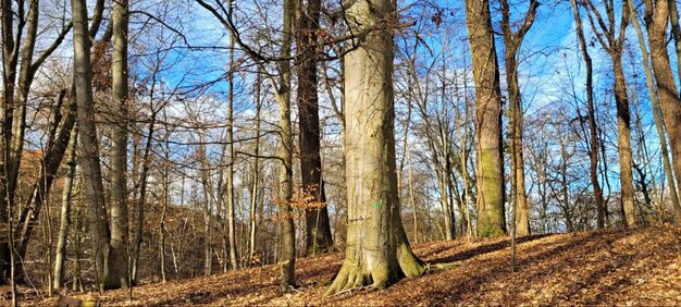 Landschap van het voorjaarspark