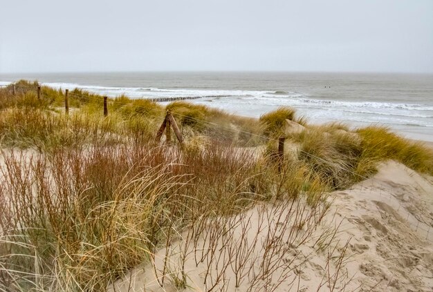 Foto landschap van kustduinen