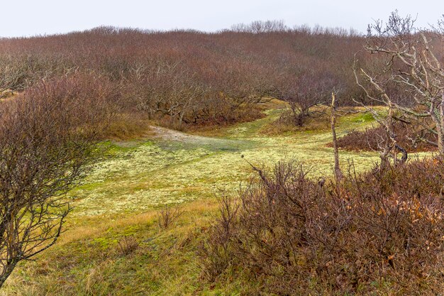 landschap van kustduinen