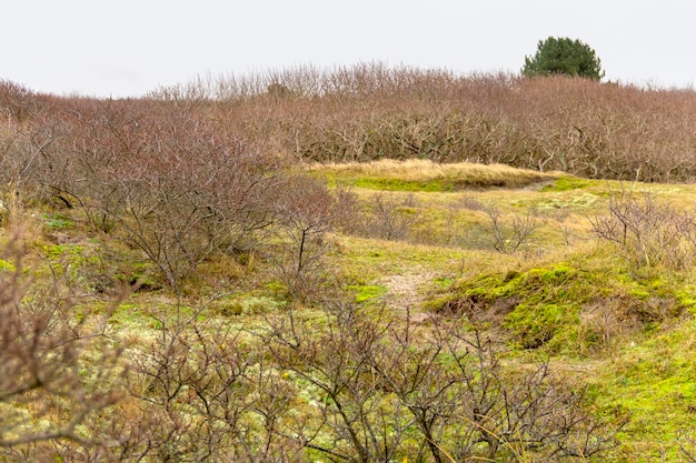 landschap van kustduinen