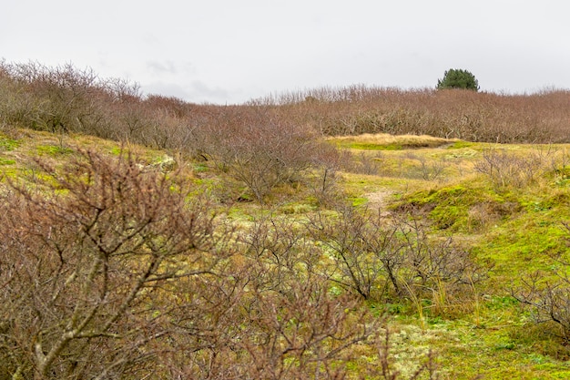 landschap van kustduinen