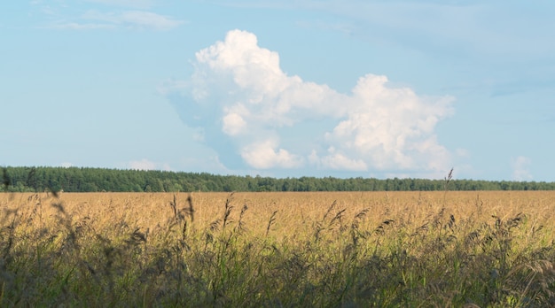Landschap van landbouwgebied met bos en wolken
