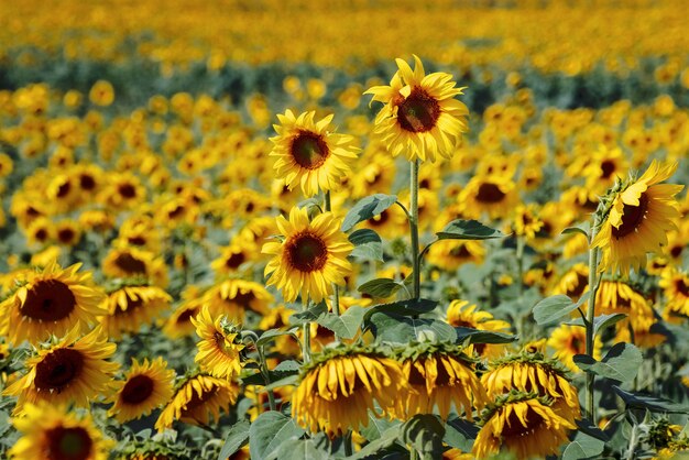 Landschap van landbouwgebied met gele zonnebloemen