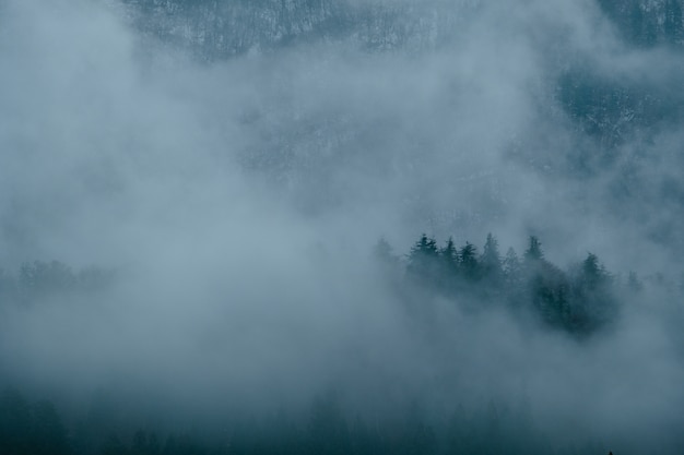 Landschap van mistonweer over het bos van de pijnboomboom