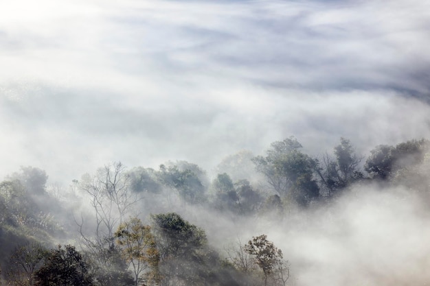 Landschap van Morning Mist met berglaag in het noorden van Thailand bergkam en wolken in landelijke jungle bush fores