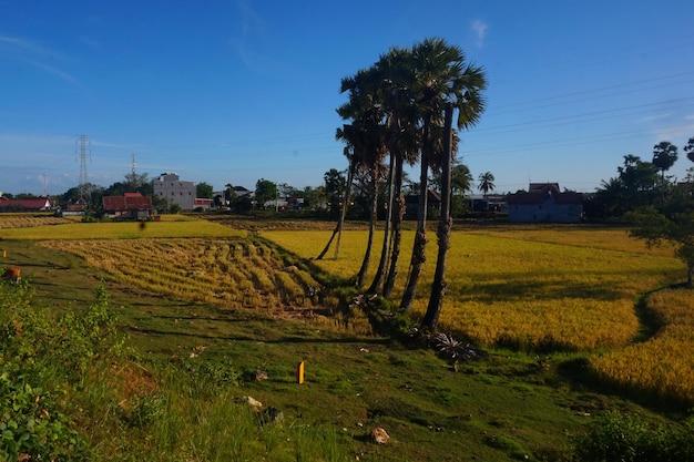 landschap van palmbomen en rijstvelden