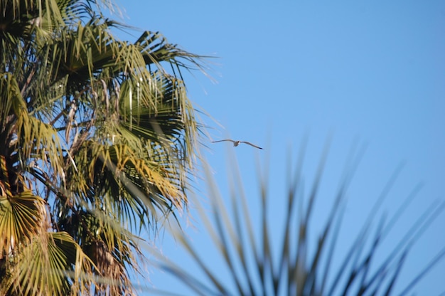 Landschap van palmboom met een vogel die op de achtergrond vliegt