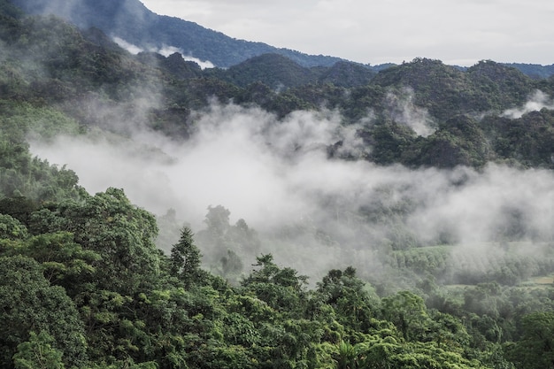 Landschap van Phu Lanka-berg bospark in Phayao-provincie Thailand