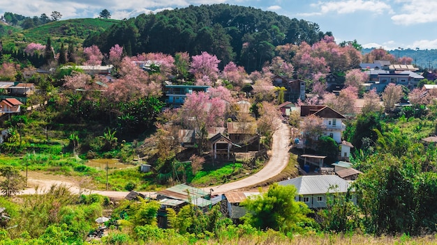Foto landschap van prachtige wilde himalaya-kersen bloeiende roze prunus cerasoides bloemen bij phu lom lo loei en phitsanulok in thailand