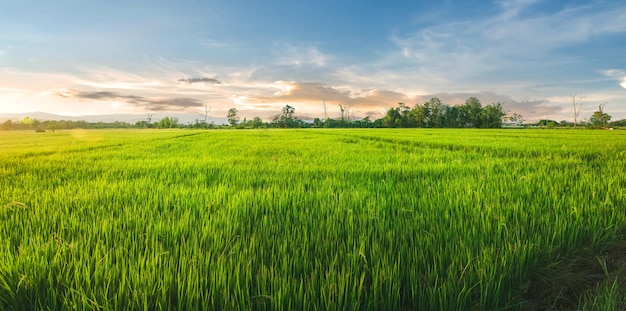 Landschap van rijst en rijstzaad in de boerderij met mooie blauwe hemel