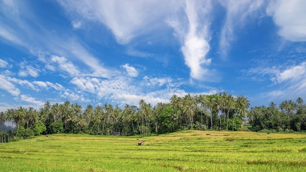 landschap van rijstveld met bomen en wolken